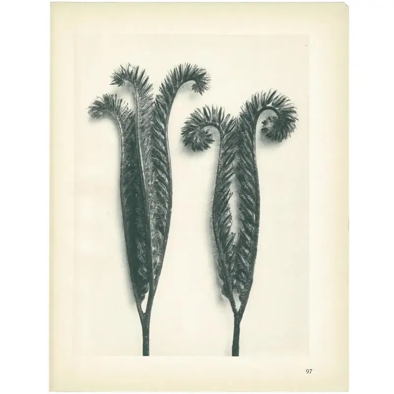1928 Karl Blossfeldt Original Period Photogravure N97 of Phacelia Tanacetifolia - 6