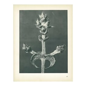1928 Abyssinian Sage by Karl Blossfeldt, Original Period Photogravure N65