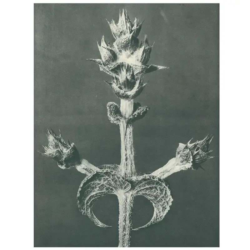 1928 Abyssinian Sage by Karl Blossfeldt, Original Period Photogravure N65 - 2