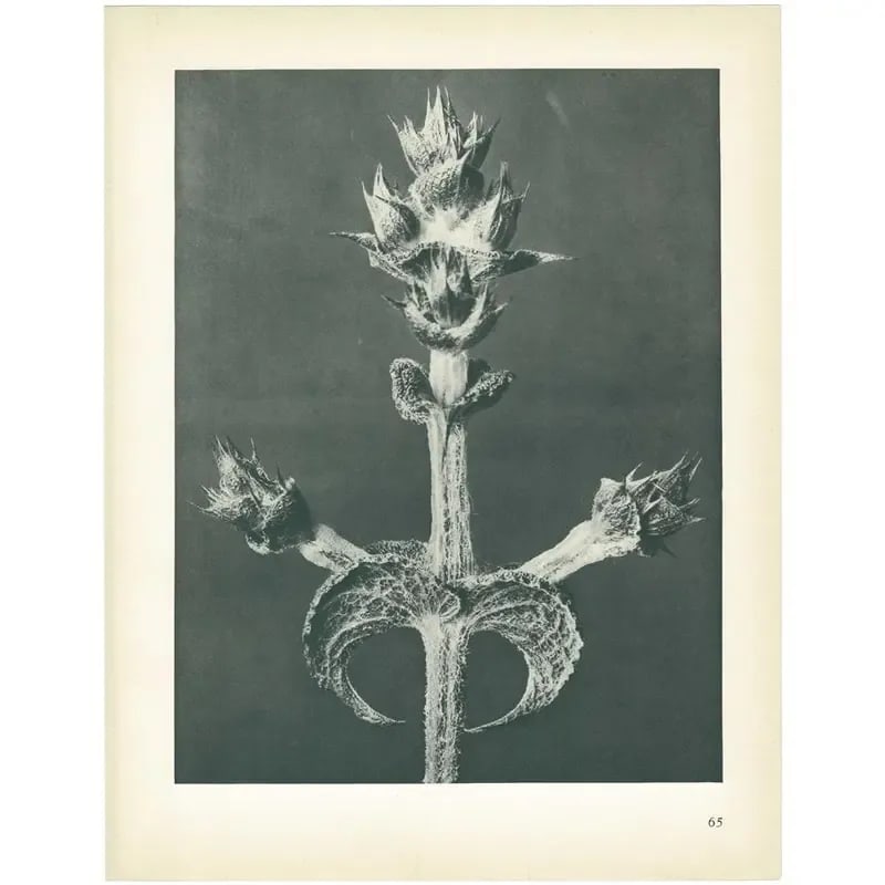 1928 Abyssinian Sage by Karl Blossfeldt, Original Period Photogravure N65 - 5