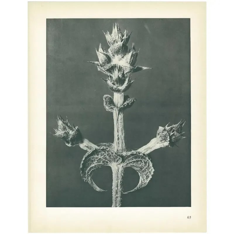 1928 Abyssinian Sage by Karl Blossfeldt, Original Period Photogravure N65 - 6