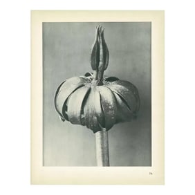 1928 White Aconite by Karl Blossfeldt, Original Period Photogravure N76