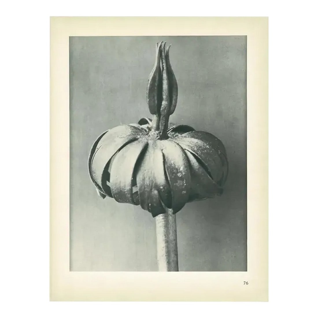 1928 White Aconite by Karl Blossfeldt, Original Period Photogravure N76: An exquisite original period black-and-white Photogravure N76 of White Aconite by German photographer and professor Karl Blossfeldt (June 13, 1865 – December 9, 1932). The photographs are from