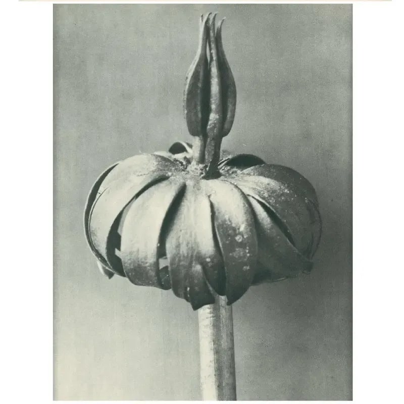 1928 White Aconite by Karl Blossfeldt, Original Period Photogravure N76 - 4