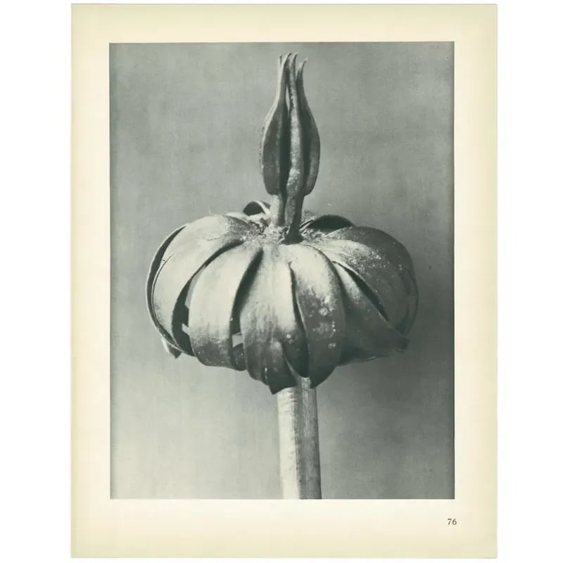 1928 White Aconite by Karl Blossfeldt, Original Period Photogravure N76 - 5