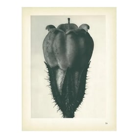 1928 Alum, Original Period Photogravure N79 by Karl Blossfeldt