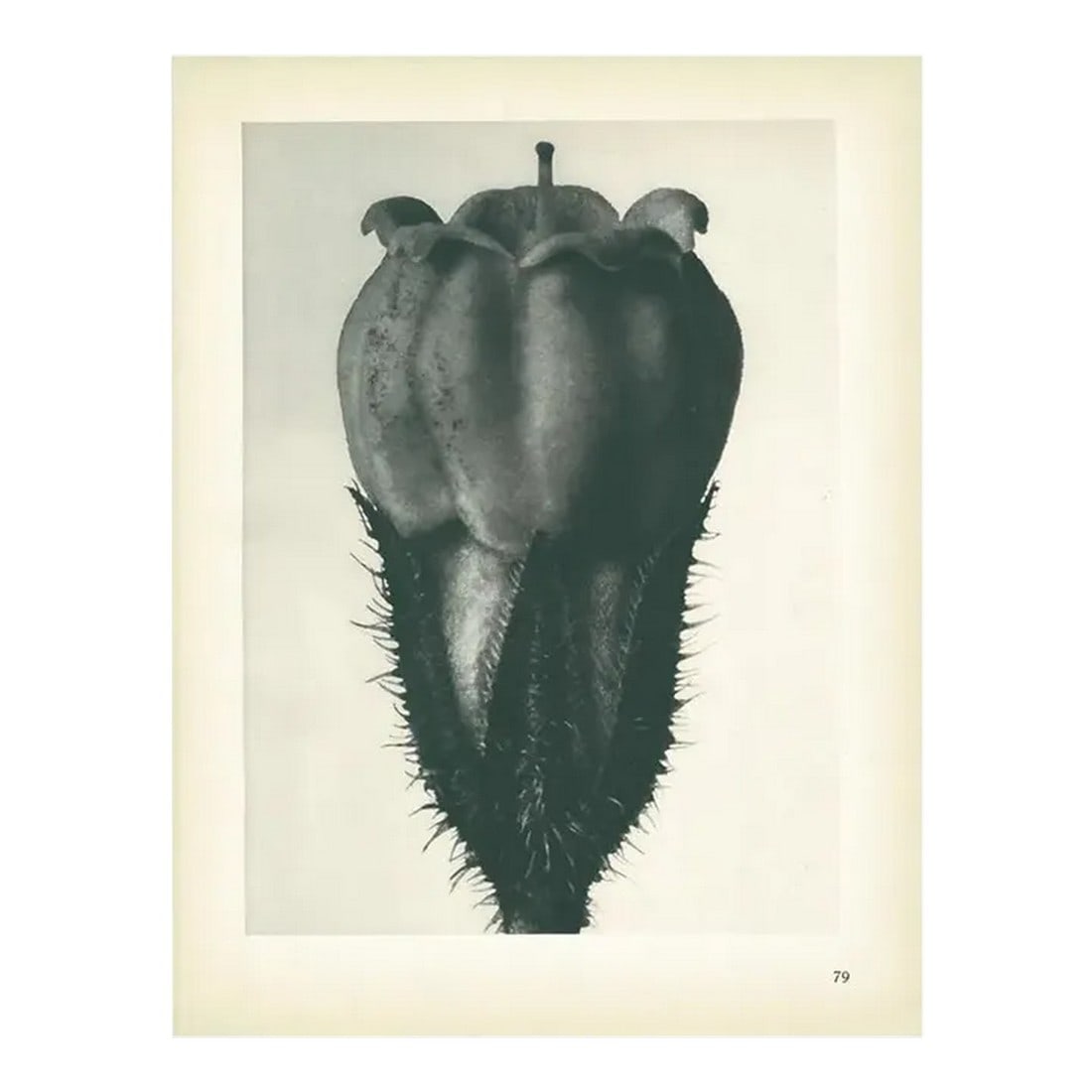 1928 Alum, Original Period Photogravure N79 by Karl Blossfeldt (1 of 6)