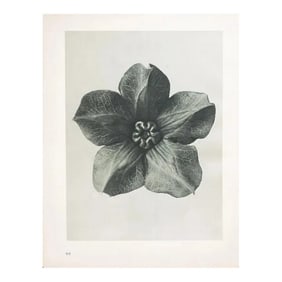 1935 Karl Blossfeldt Photogravure N63-64