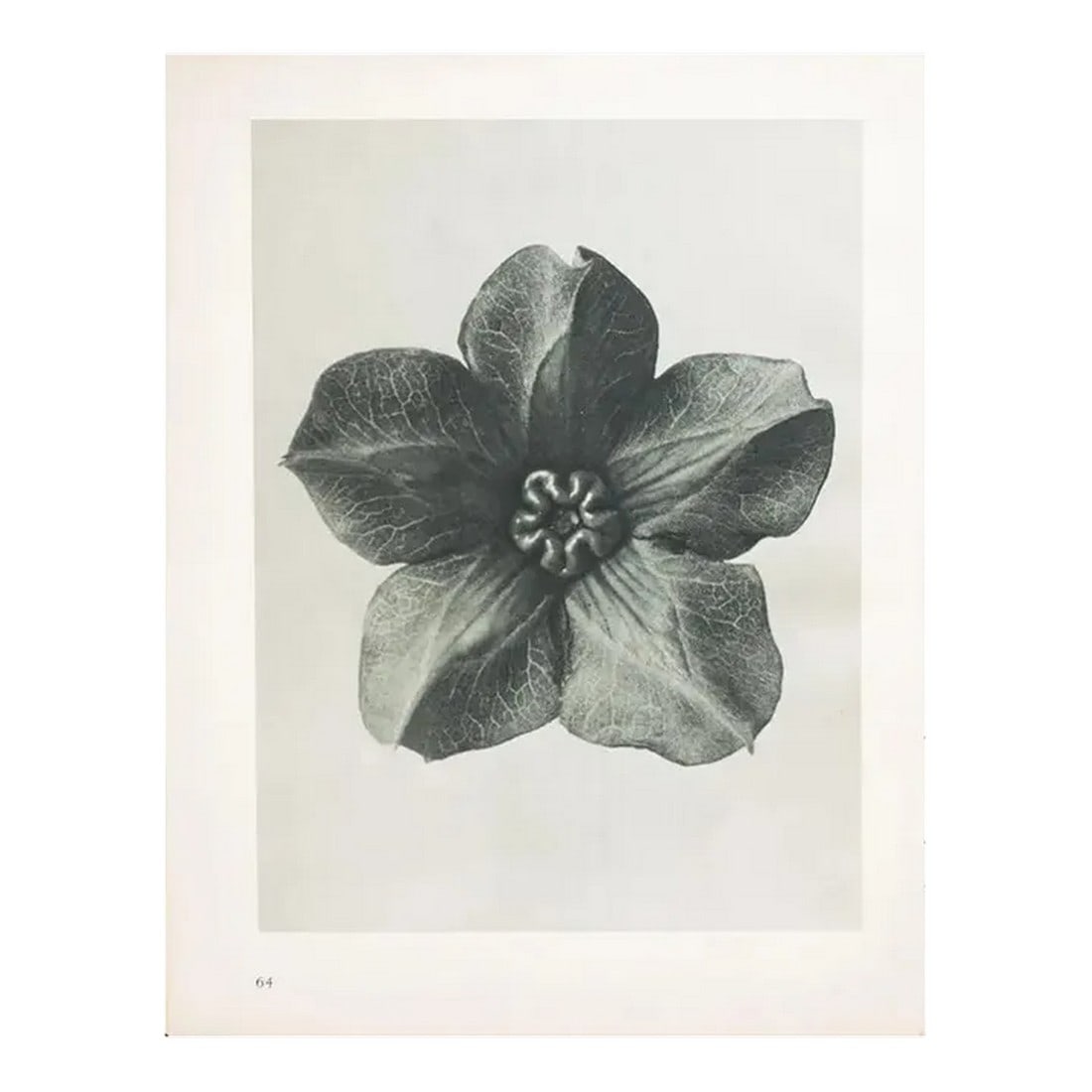 1935 Karl Blossfeldt Photogravure N63-64 (1 of 10)