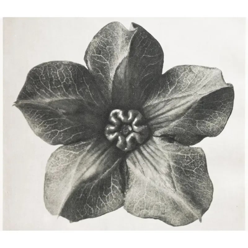 1935 Karl Blossfeldt Photogravure N63-64 - 3