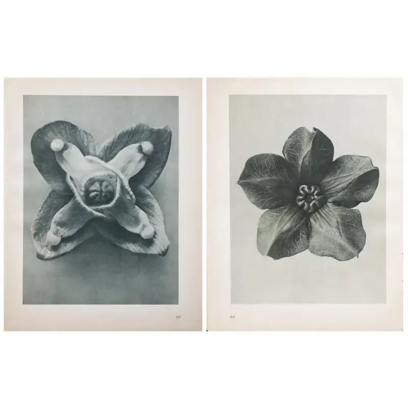 1935 Karl Blossfeldt Photogravure N63-64 - 5