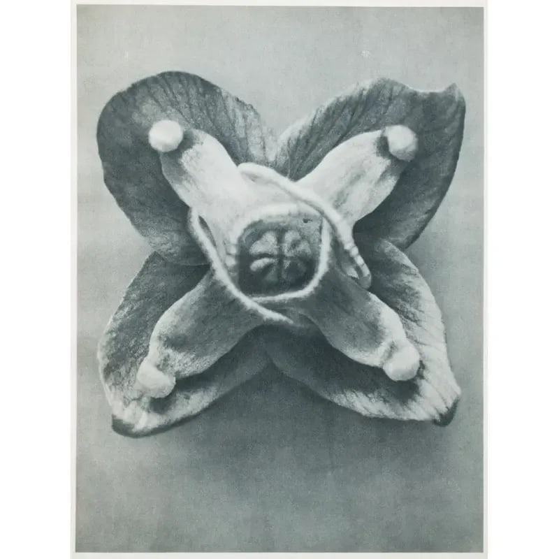 1935 Karl Blossfeldt Photogravure N63-64 - 6