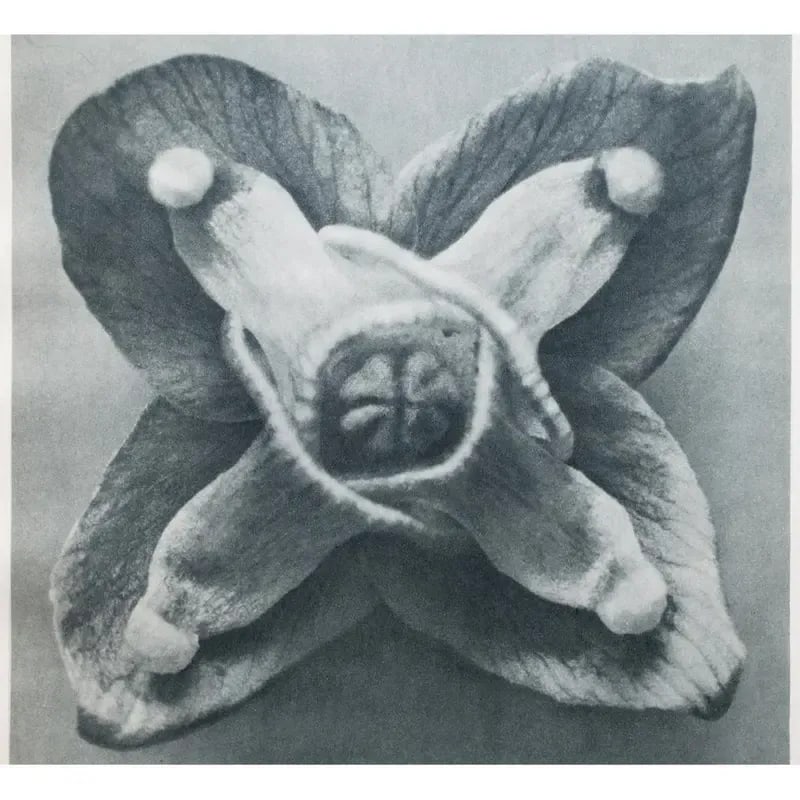 1935 Karl Blossfeldt Photogravure N63-64 - 7
