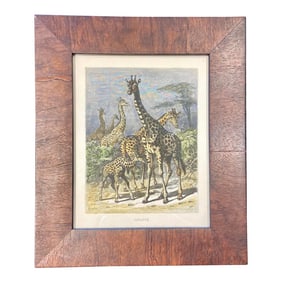 Late 19th Century Giraffe, Original Wood Engraving, Framed