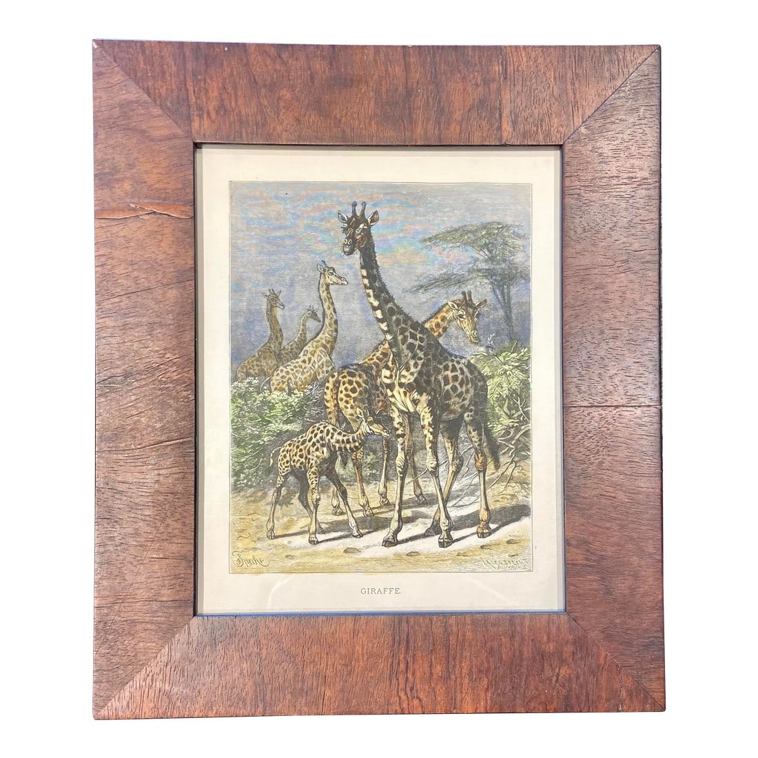 Late 19th Century Giraffe, Original Wood Engraving, Framed (1 of 6)