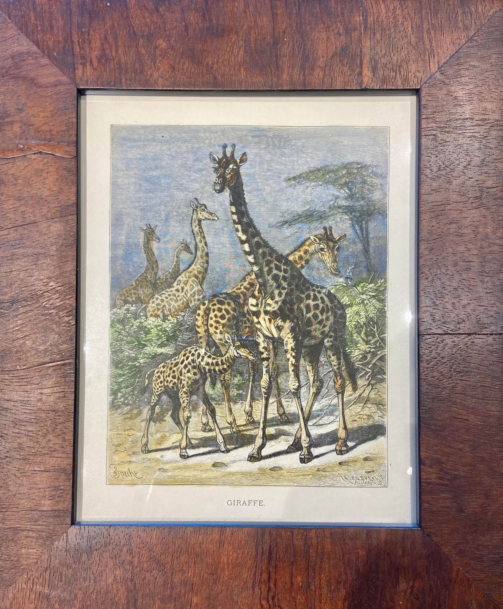 Late 19th Century Giraffe, Original Wood Engraving, Framed - 2