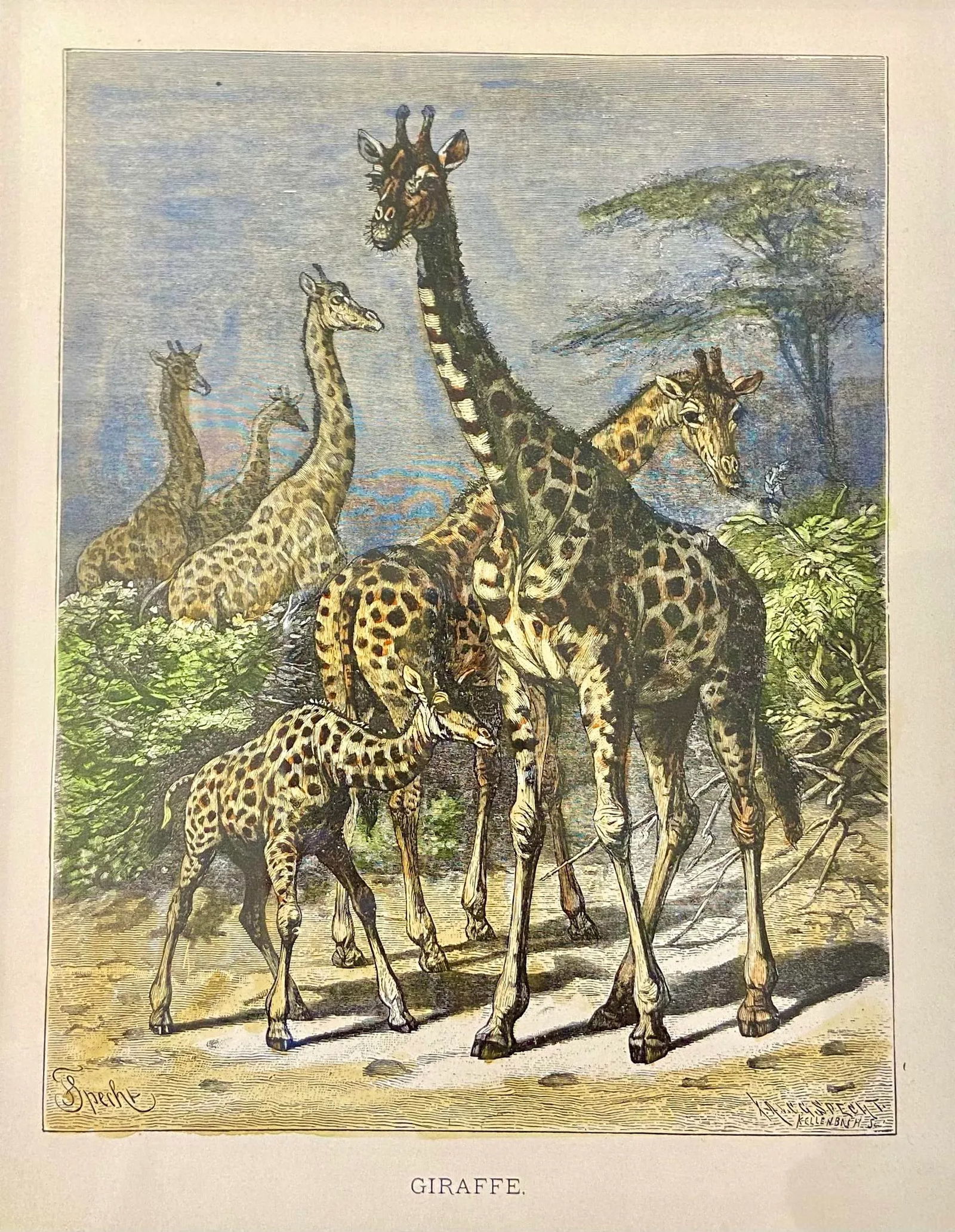 Late 19th Century Giraffe, Original Wood Engraving, Framed - 3