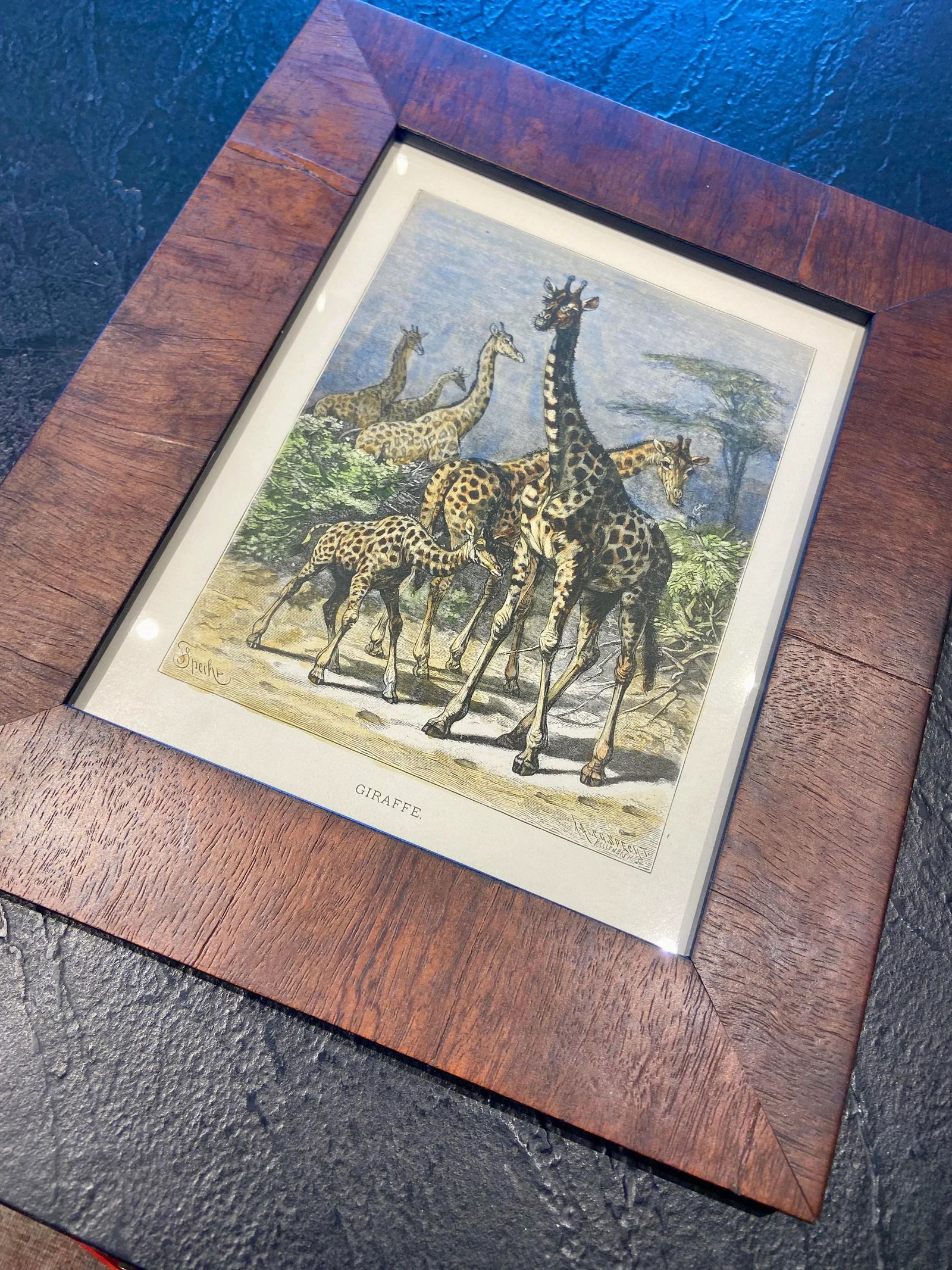 Late 19th Century Giraffe, Original Wood Engraving, Framed - 4