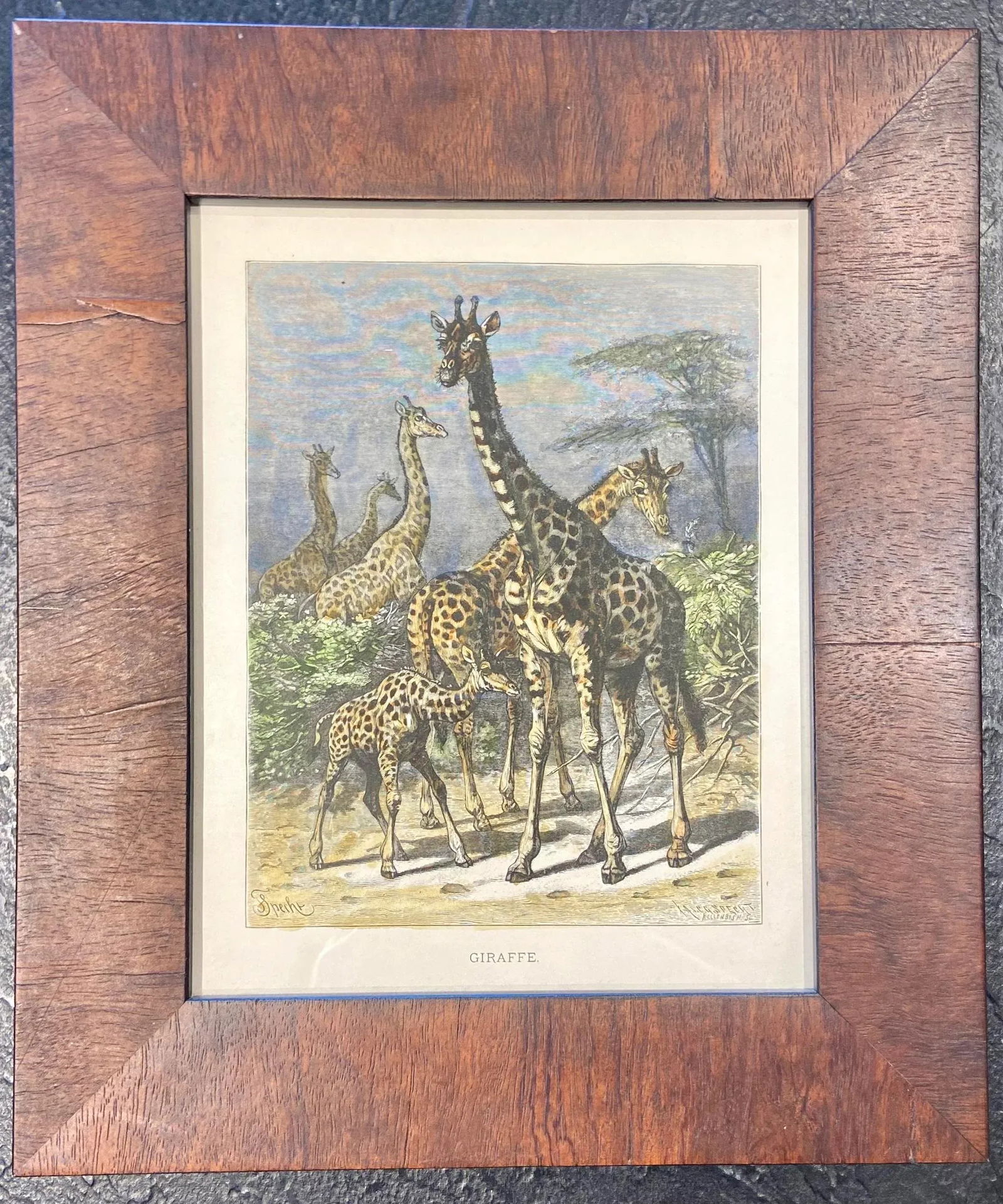 Late 19th Century Giraffe, Original Wood Engraving, Framed - 6
