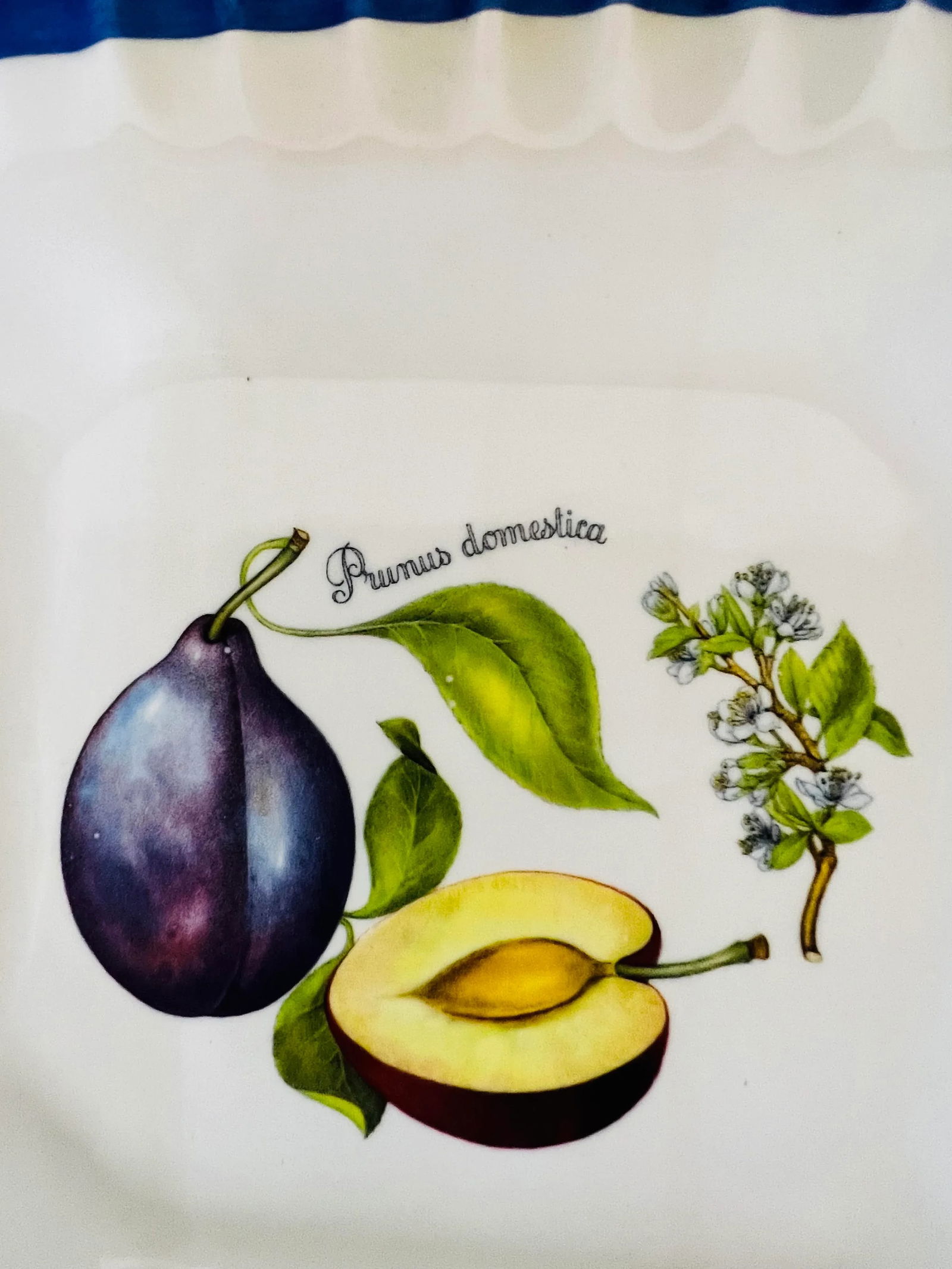 Italian Blue and White Plates With Pear and Plum Designs - Set of 2 - 5