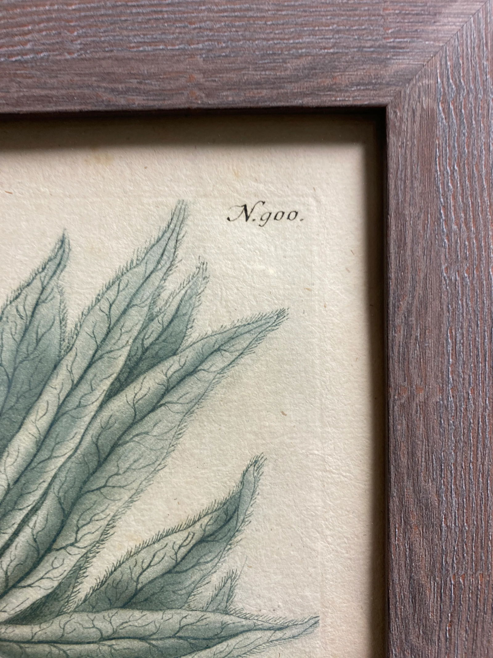 Antique Botanical Johan Weinmann "Scolymocephalus Africanus" Original Woodcut on Paper, Framed - 10