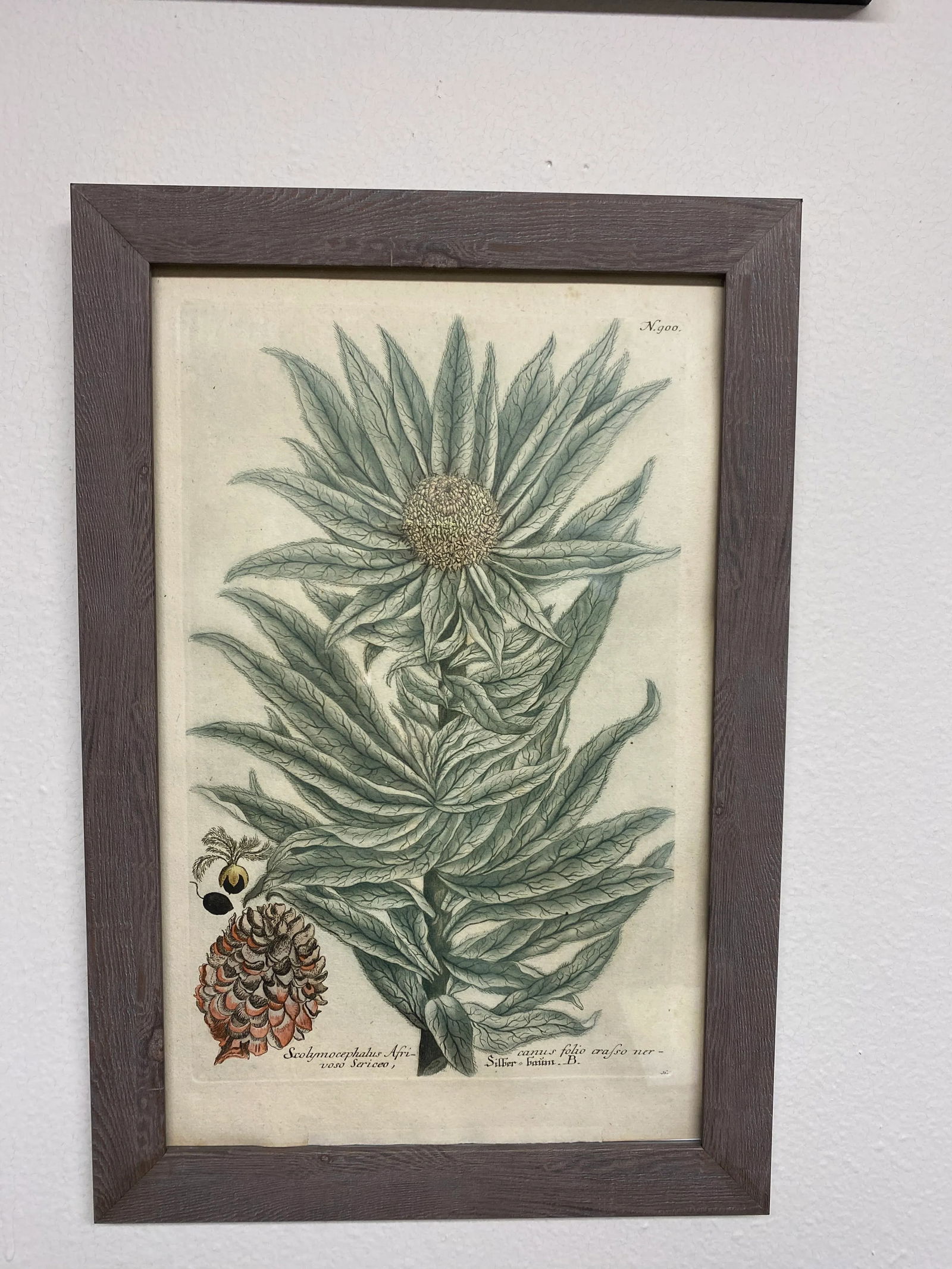 Antique Botanical Johan Weinmann "Scolymocephalus Africanus" Original Woodcut on Paper, Framed - 11