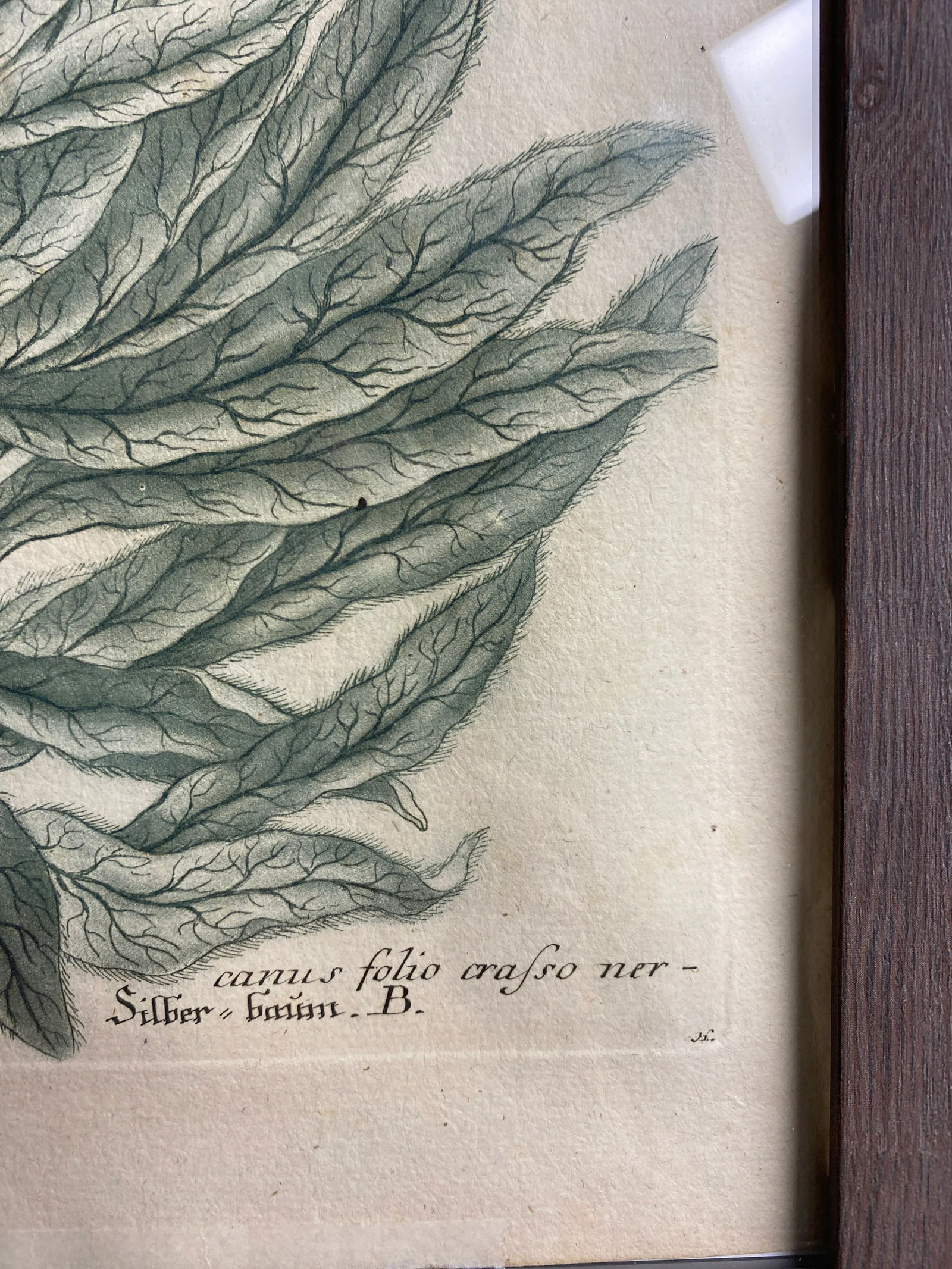 Antique Botanical Johan Weinmann "Scolymocephalus Africanus" Original Woodcut on Paper, Framed - 8
