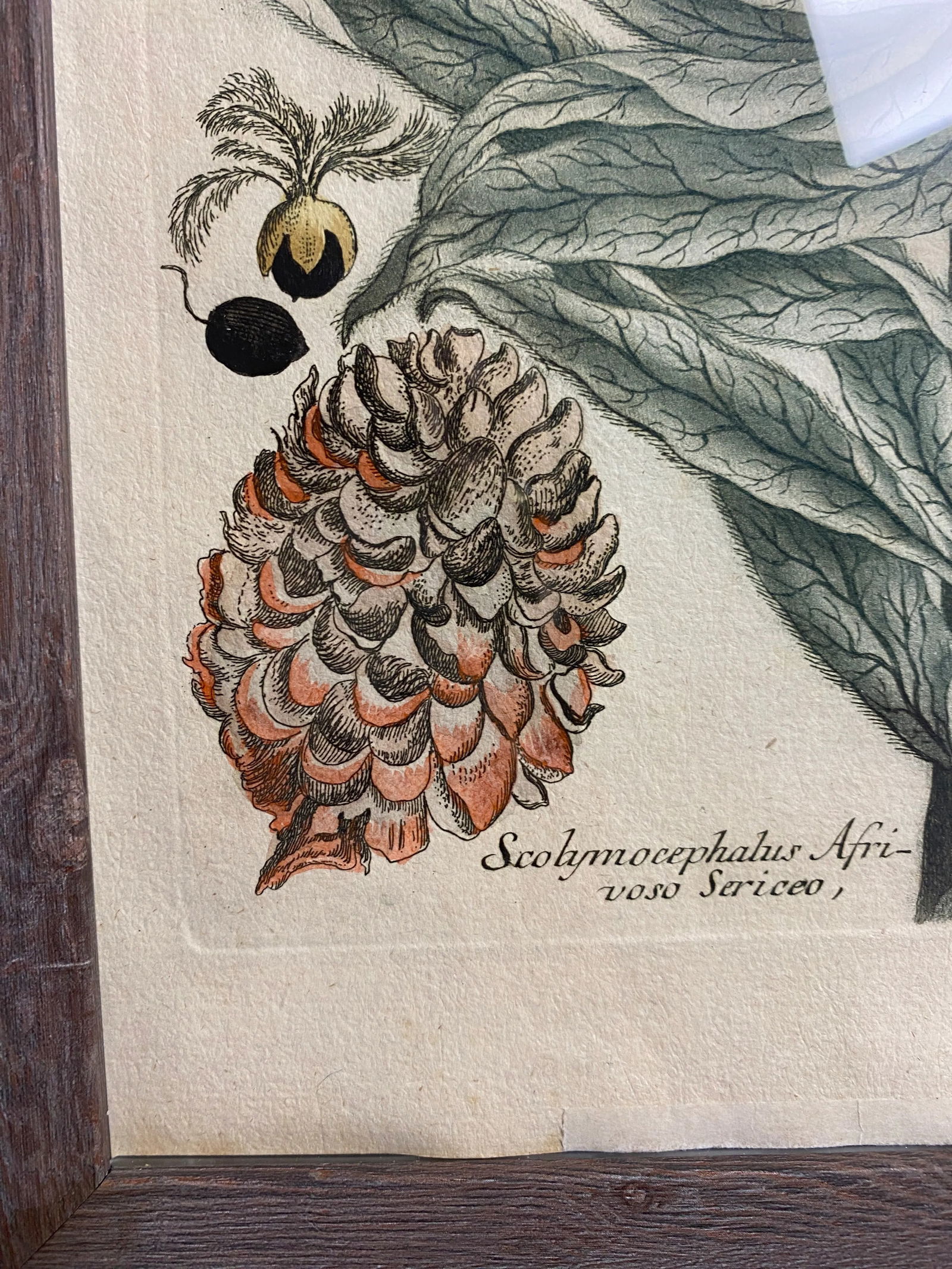 Antique Botanical Johan Weinmann "Scolymocephalus Africanus" Original Woodcut on Paper, Framed - 9