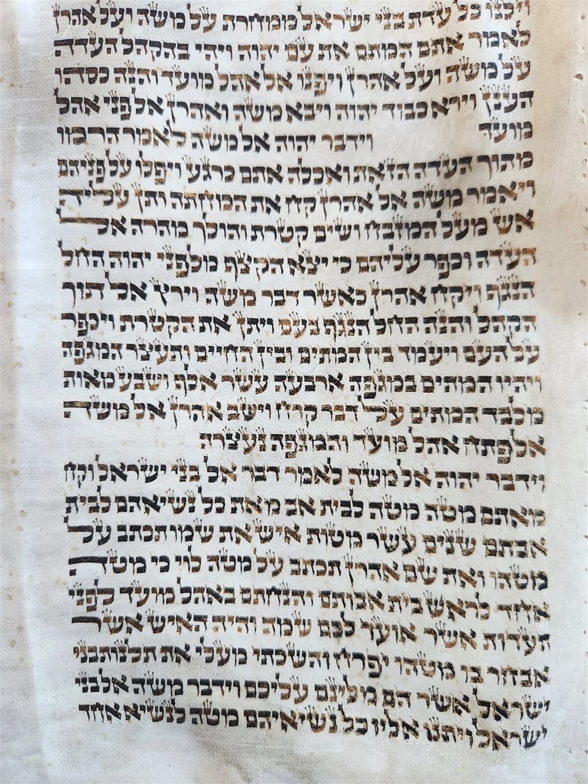 TORAH SCROLL FRAGMENT MANUSCRIPT on VELLUM antique BIBLE BOOK OF NUMBERS 21x42" - 3