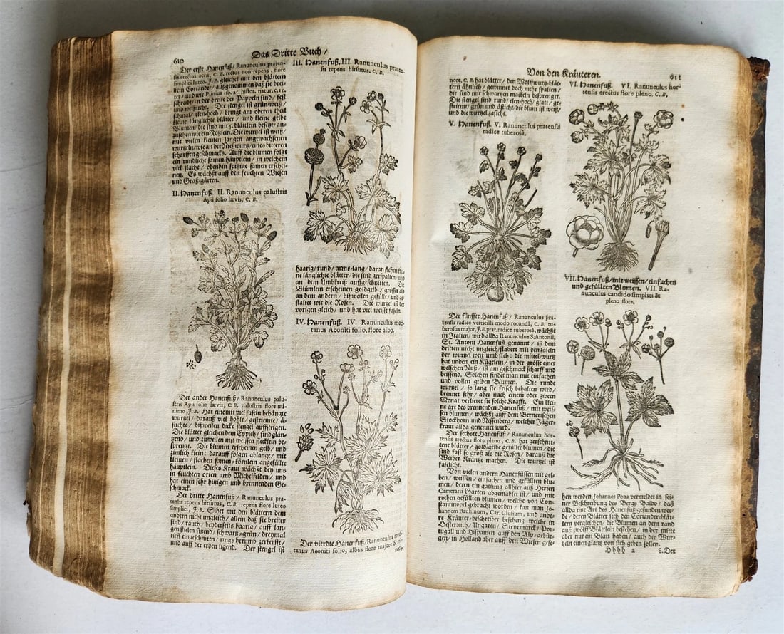 1696 HERBAL BOOK Theatrum botanicum antique ILLUSTRATED FOLIO 1200 woodcuts (1 of 20)