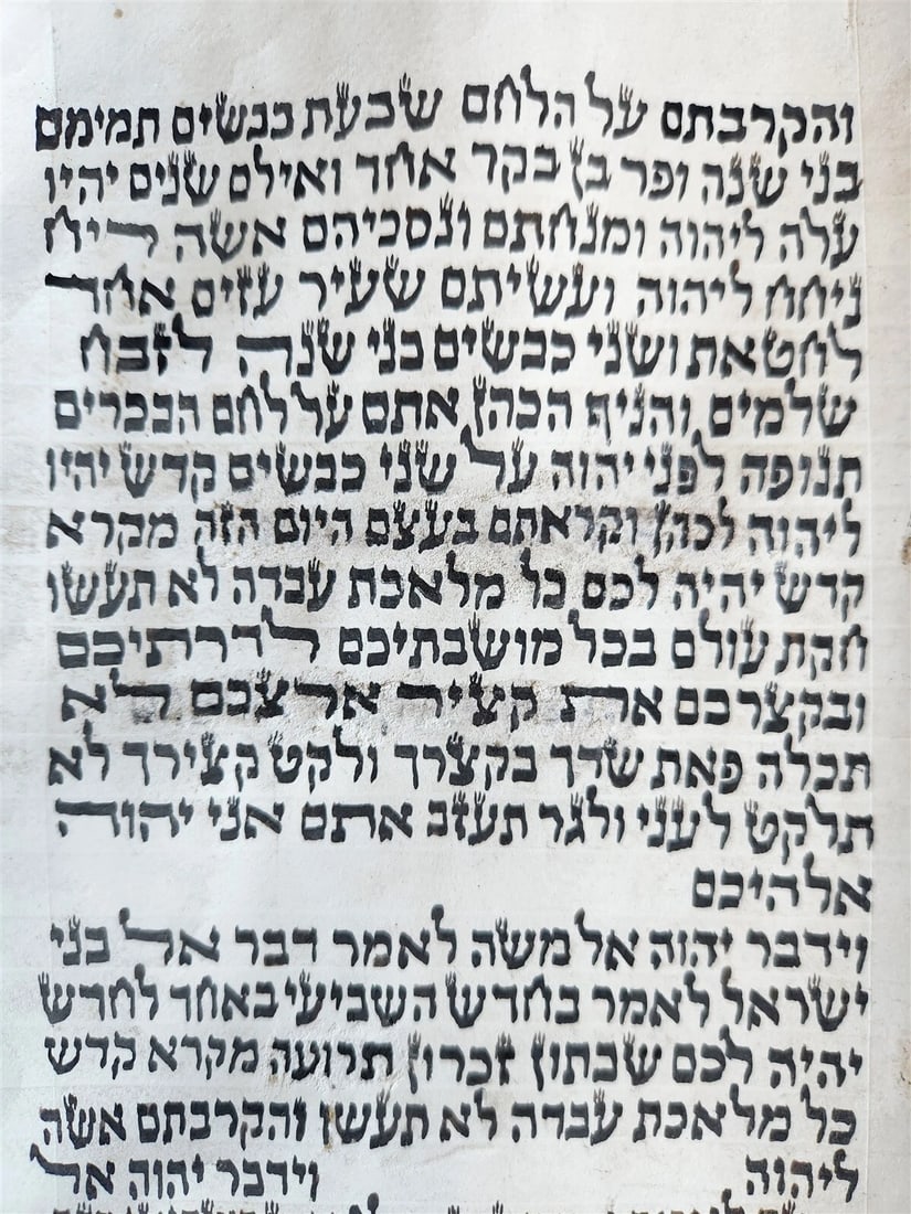 TORAH SCROLL FRAGMENT MANUSCRIPT on VELLUM antique BIBLE LEVITICUS 16:12 - 23:40 - 12