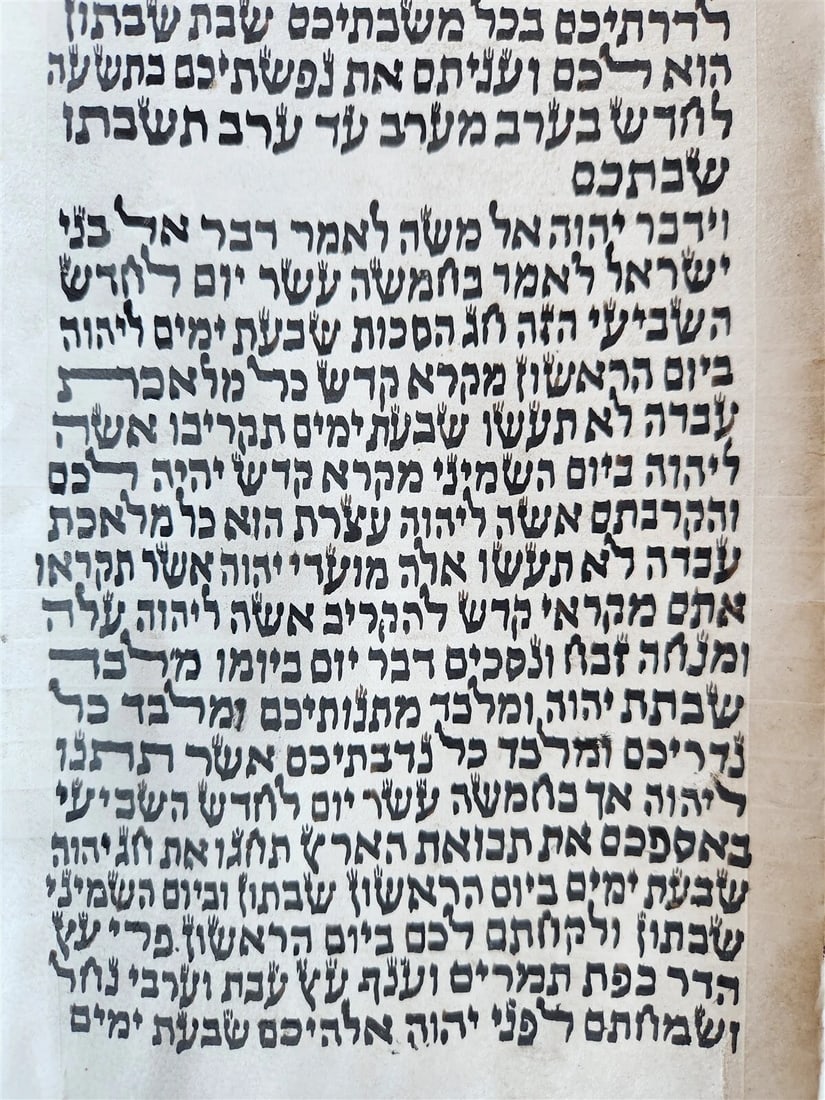 TORAH SCROLL FRAGMENT MANUSCRIPT on VELLUM antique BIBLE LEVITICUS 16:12 - 23:40 - 13