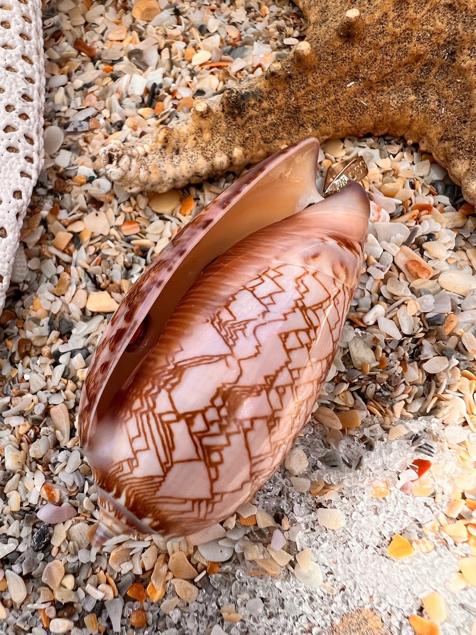 14-karat Gold Volute Shell Pendant with Citrine - 3