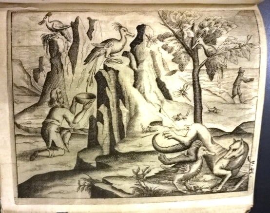 1666 Ambrae Historiam Natural History Plates - 2