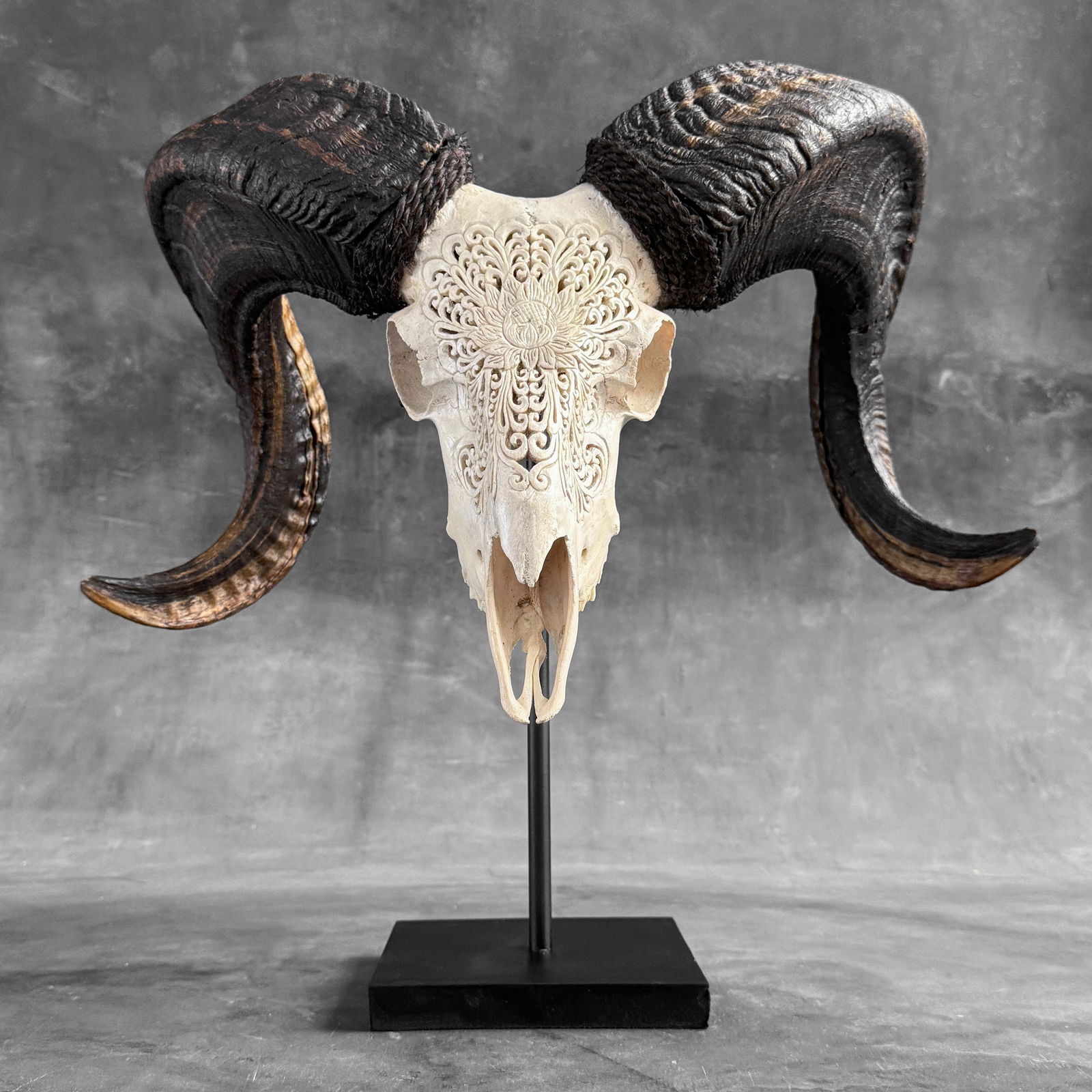 Stunning carved white ram skull - Lotus motif (1 of 10)