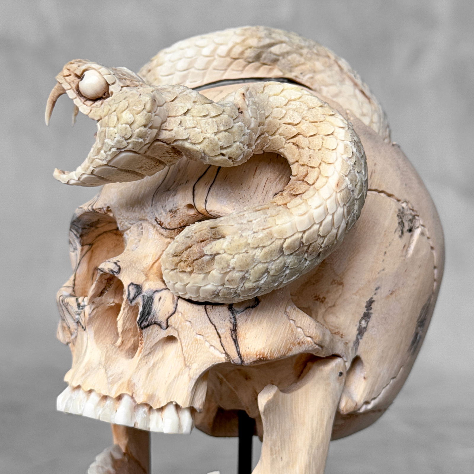 Stunning Human Skull With A Carved Snake - 2