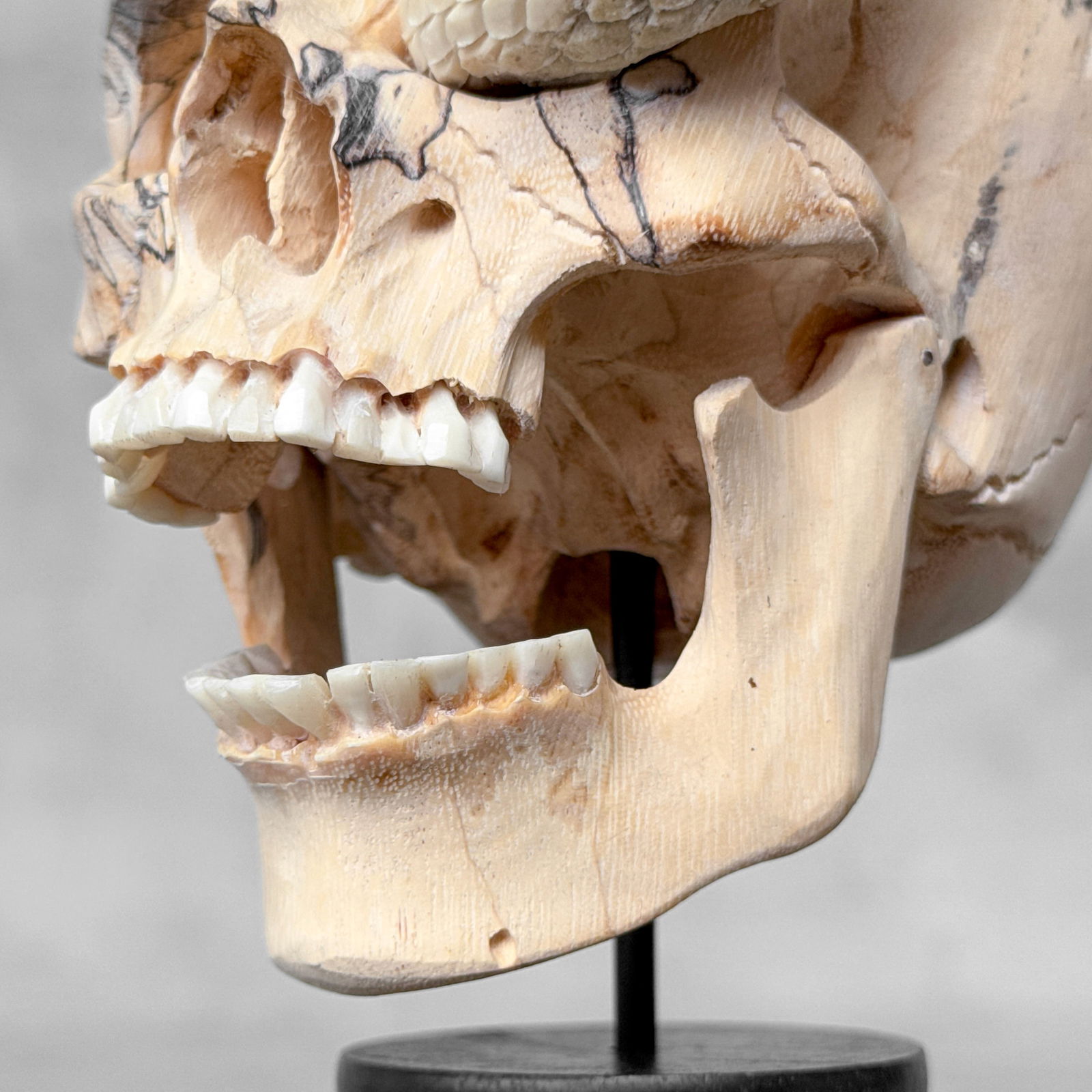 Stunning Human Skull With A Carved Snake - 3