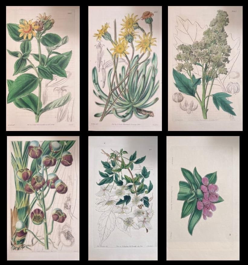 Set of Six Fine Antique British Hand Coloured Botanical Prints, circa 1900's, Early Mid 19th Century (1 of 17)