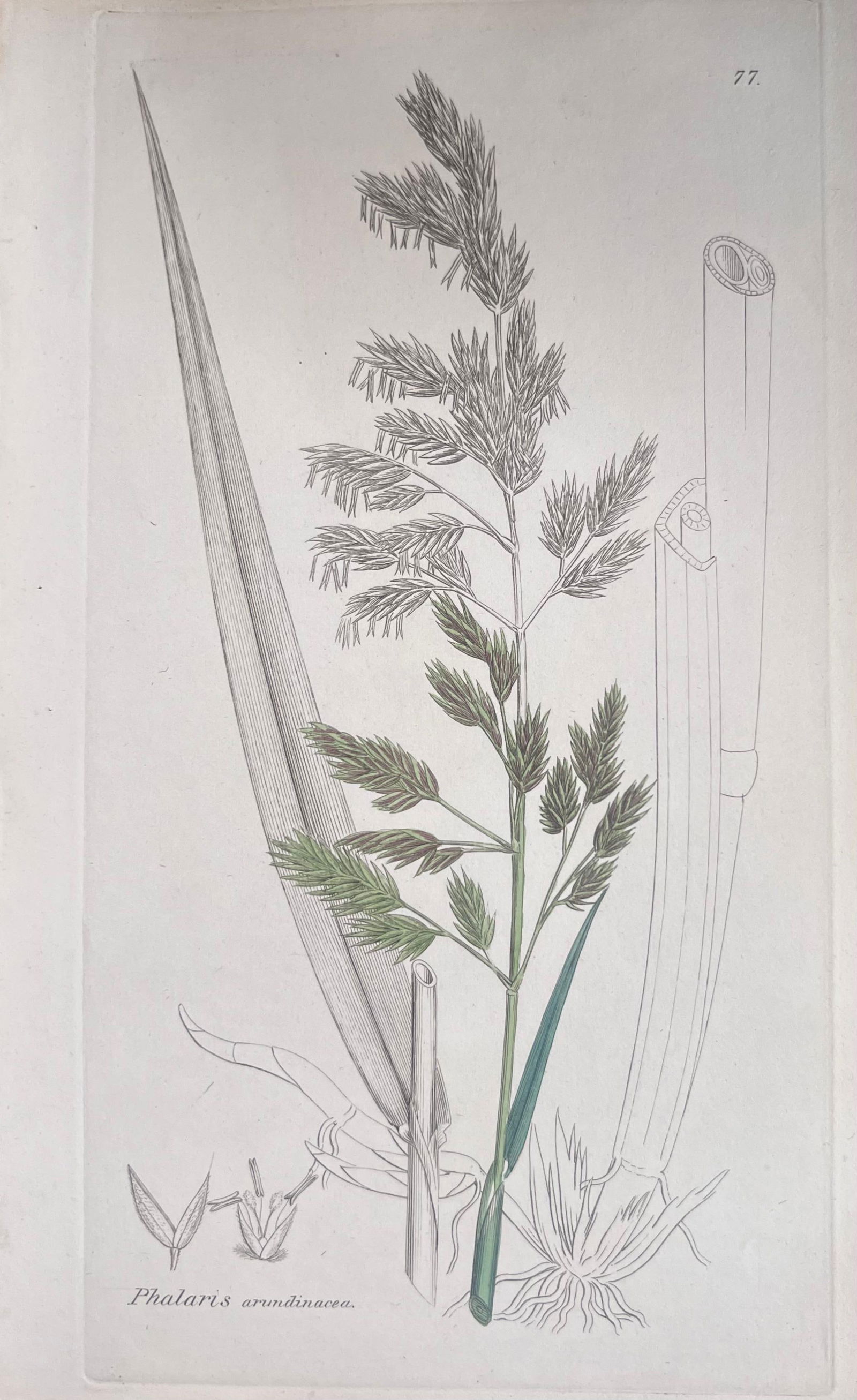 Set of Six Fine Antique British Hand Coloured Botanical Prints, circa 1900's, Early Mid 19th Century - 13