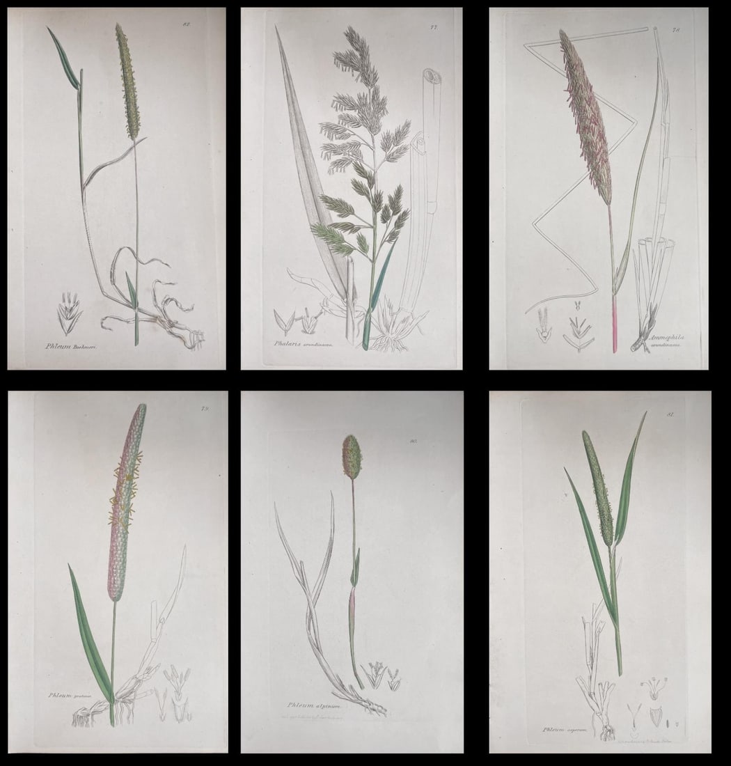 Set of Six Fine Antique British Hand Coloured Botanical Prints, circa 1900's, Early Mid 19th Century - 14