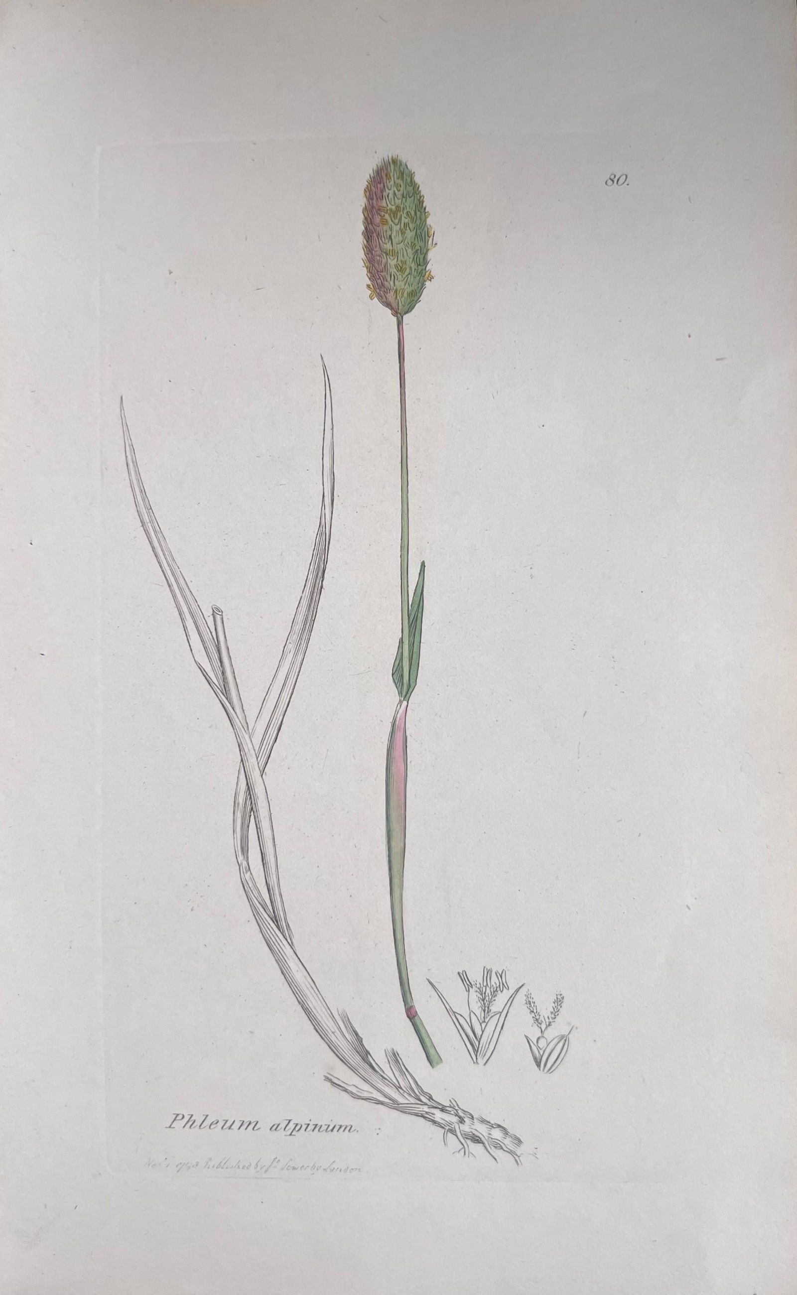 Set of Six Fine Antique British Hand Coloured Botanical Prints, circa 1900's, Early Mid 19th Century - 3