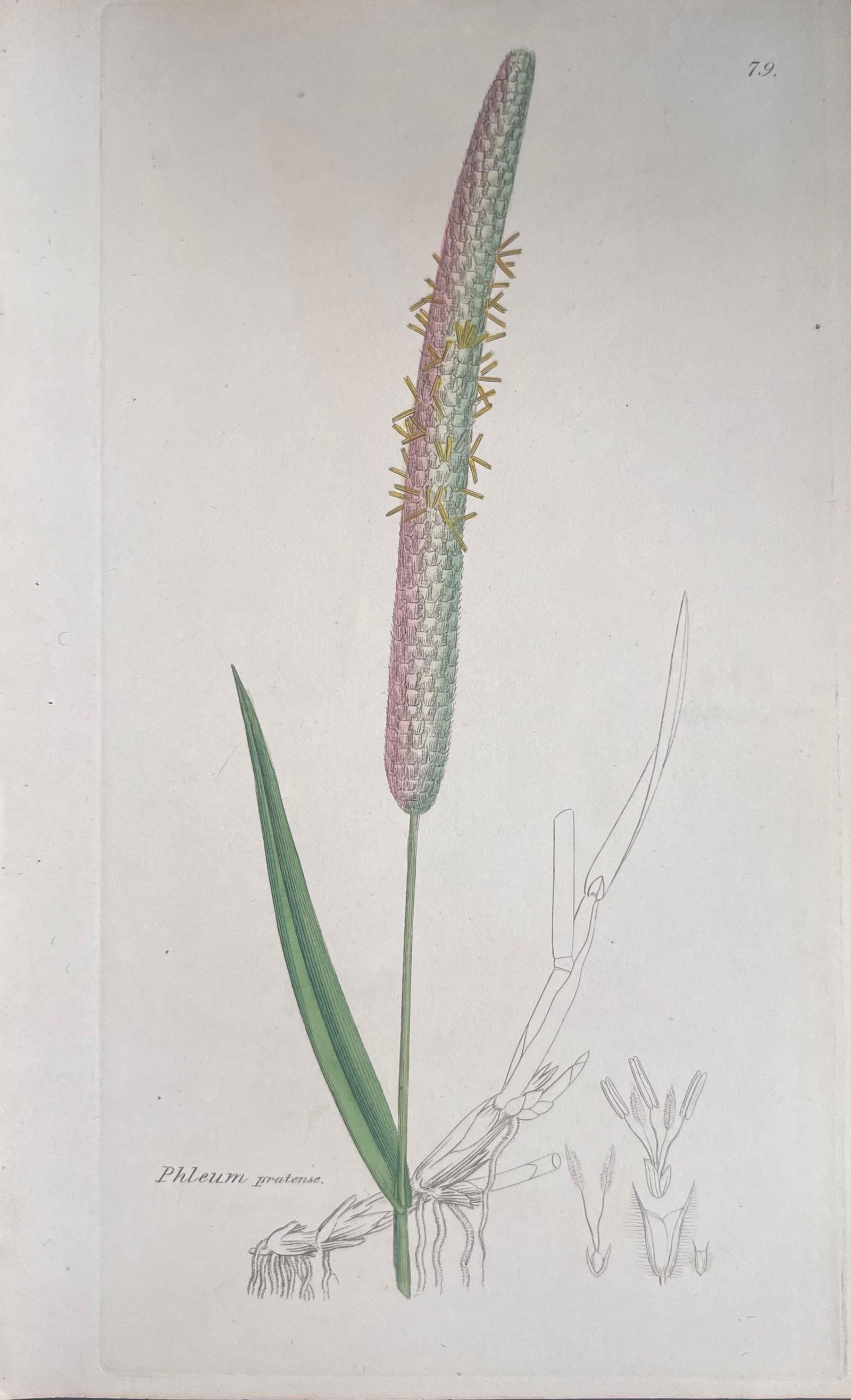 Set of Six Fine Antique British Hand Coloured Botanical Prints, circa 1900's, Early Mid 19th Century - 4