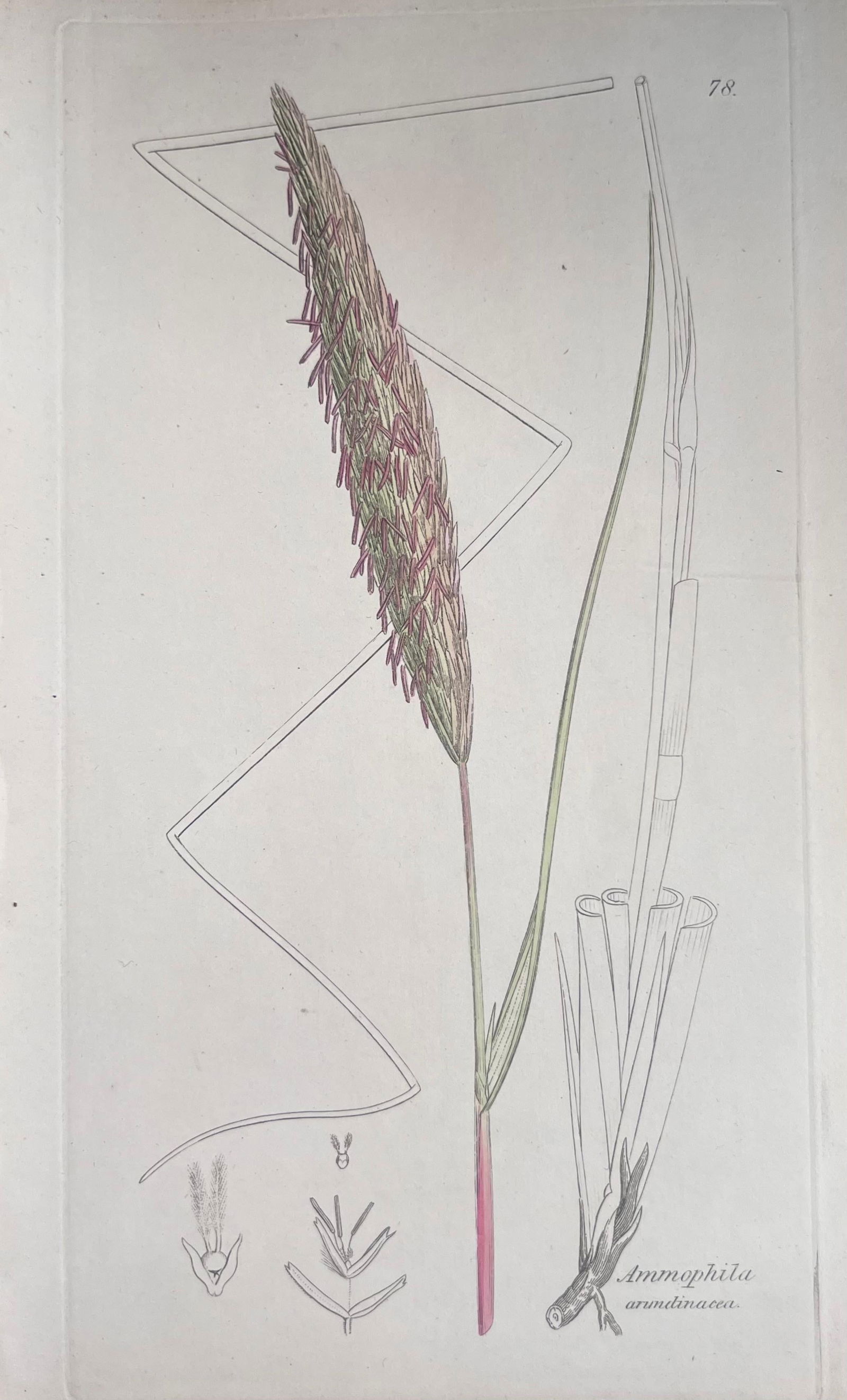 Set of Six Fine Antique British Hand Coloured Botanical Prints, circa 1900's, Early Mid 19th Century - 5