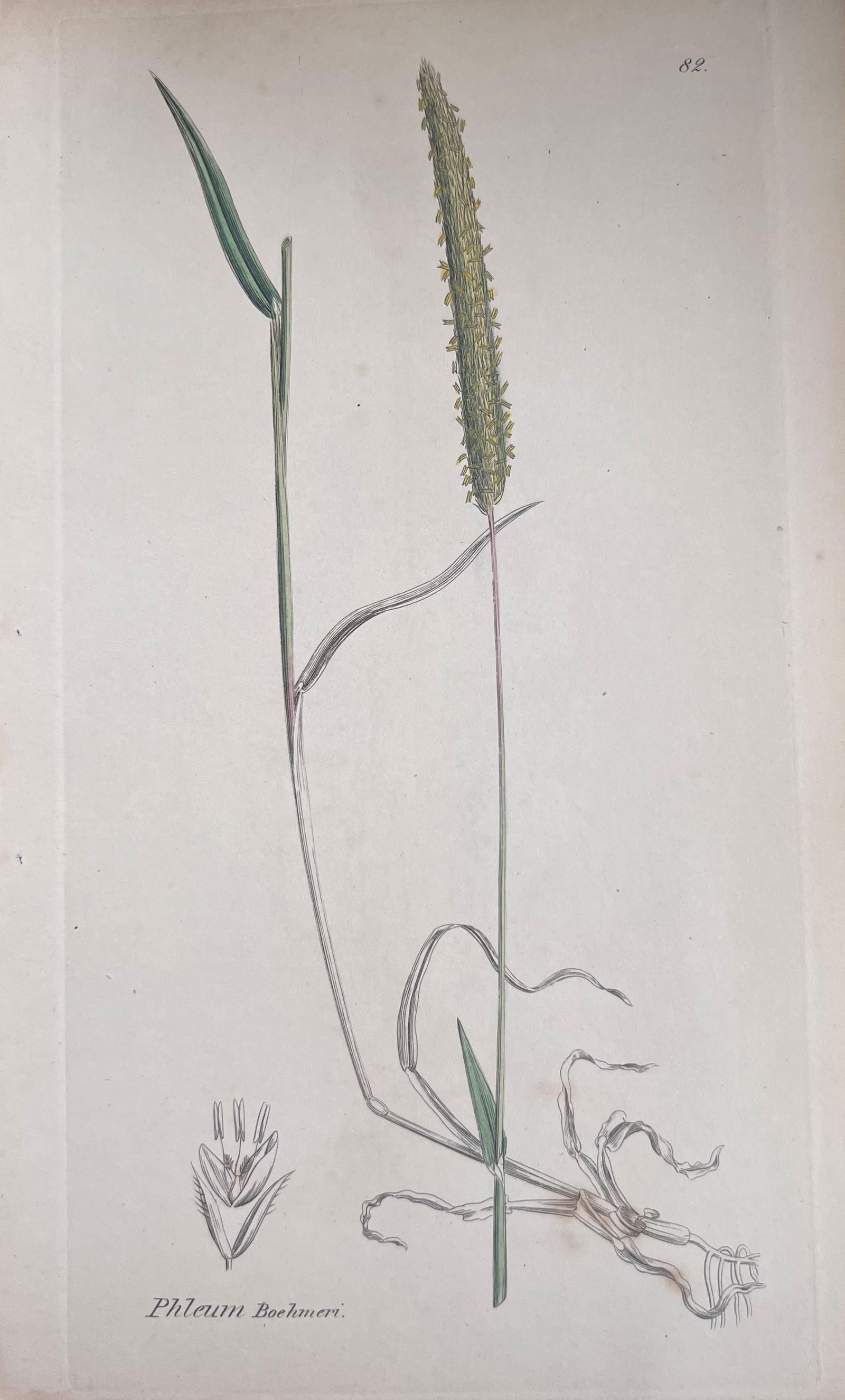 Set of Six Fine Antique British Hand Coloured Botanical Prints, circa 1900's, Early Mid 19th Century - 8