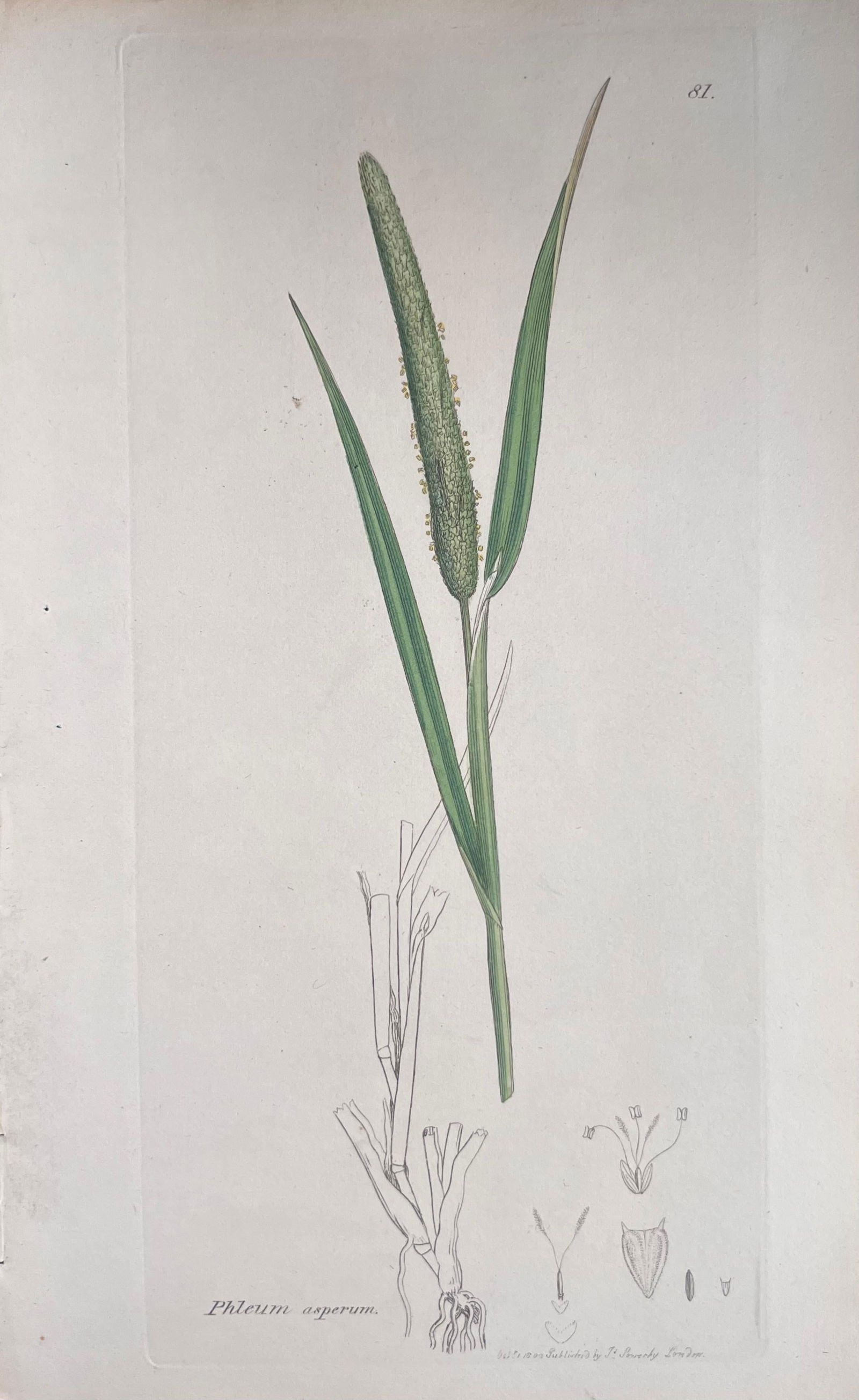 Set of Six Fine Antique British Hand Coloured Botanical Prints, circa 1900's, Early Mid 19th Century - 9