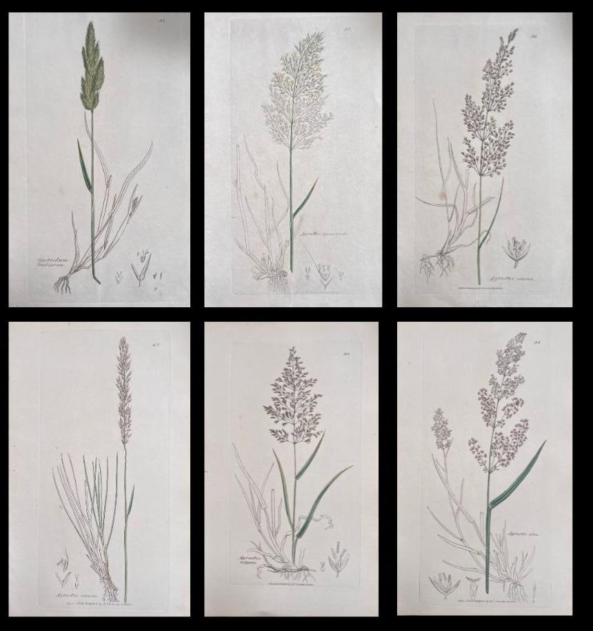 Set of Six Fine Antique British Hand Coloured Botanical Prints, circa 1900's, Early Mid 19th Century (1 of 17)