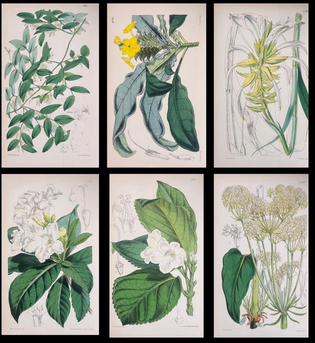 Set of Six Fine Antique British Hand Coloured Botanical Prints, circa 1900's, Early Mid 19th Century (1 of 17)