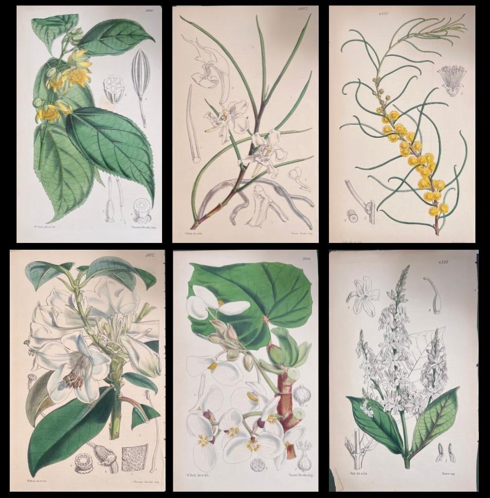 Set of Six Fine Antique British Hand Coloured Botanical Prints, circa 1900's, Early Mid 19th Century (1 of 17)