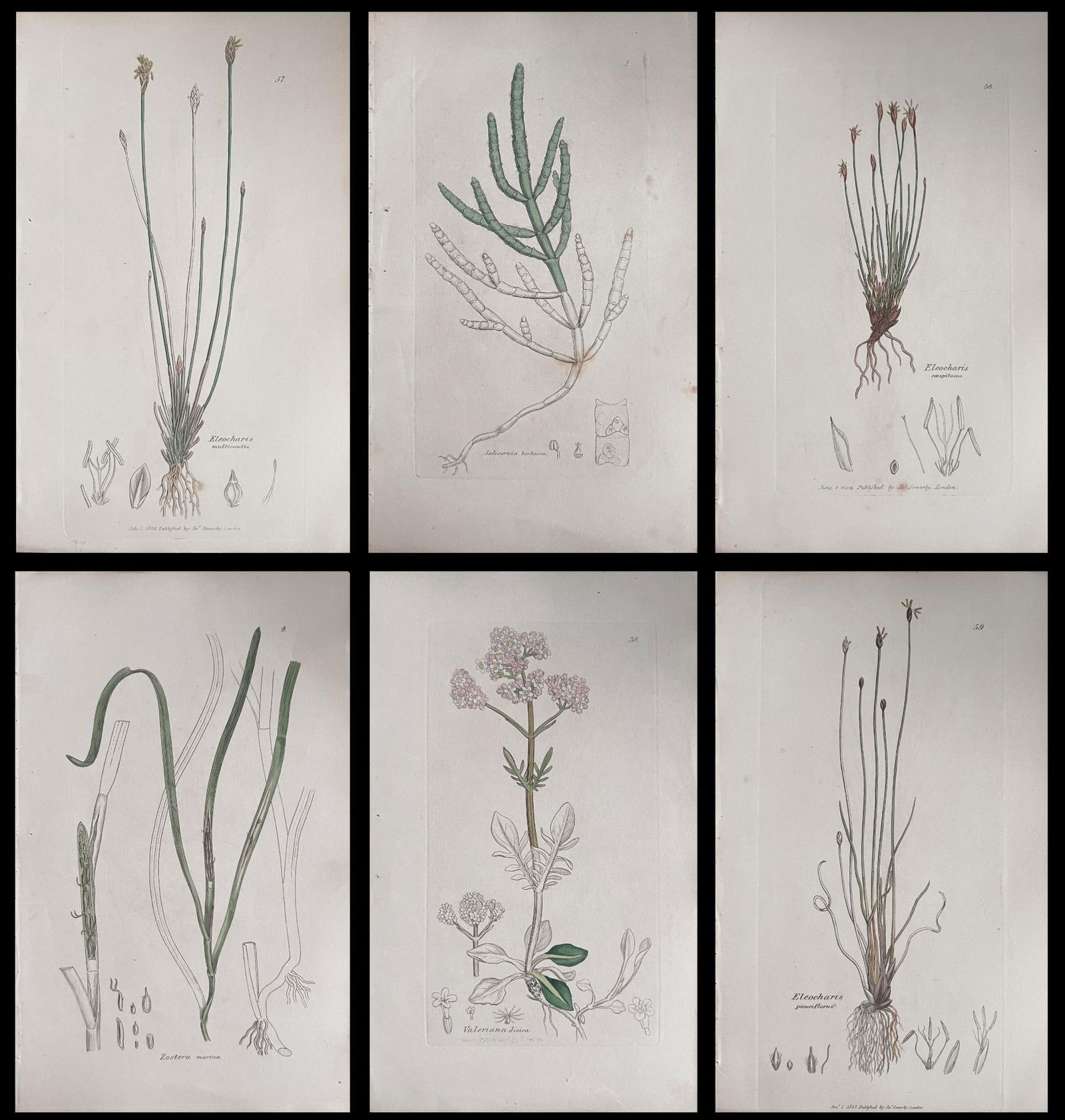 Set of Six Fine Antique British Hand Coloured Botanical Prints, circa 1900's, Early Mid 19th Century (1 of 17)