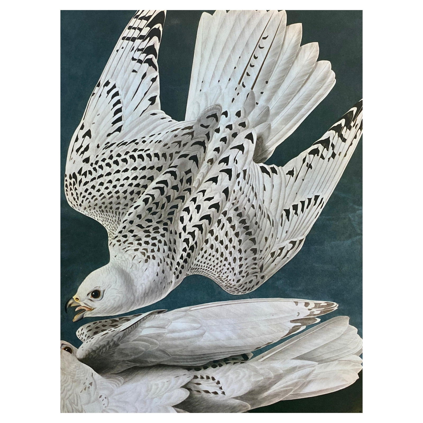 Large Classical Bird Color Print after John James Audubon -Iceland Or Ler Falcon, 20th Century (1 of 11)